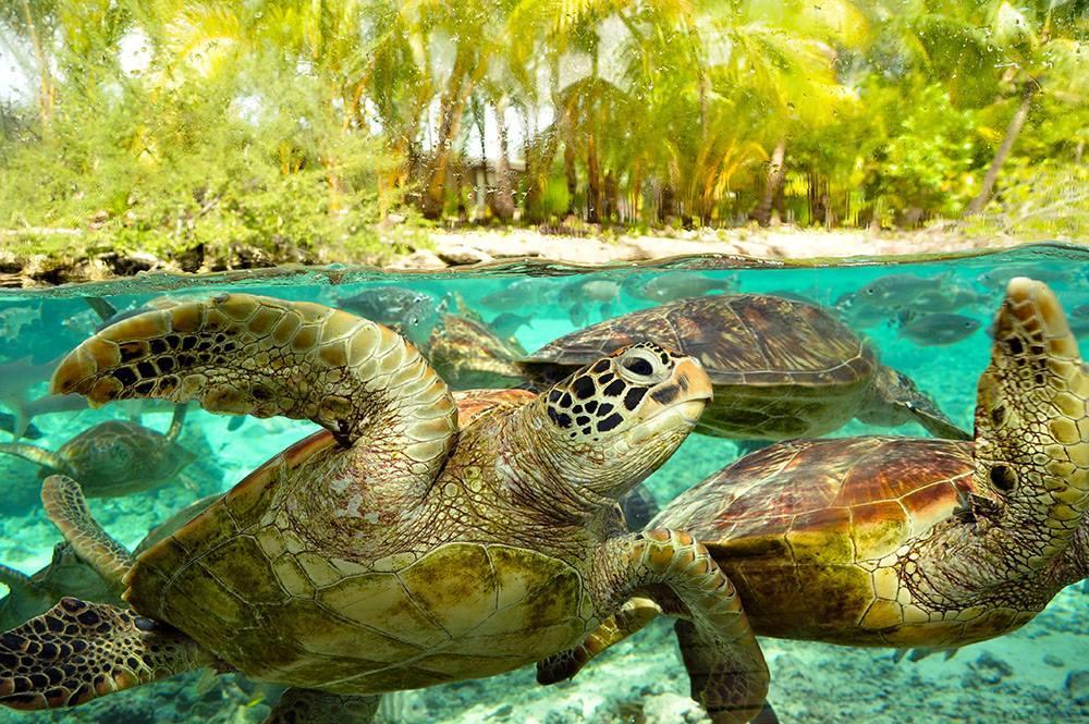 B & Bee Wild Island - Nature Song Fare Exterior foto
